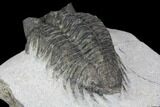 Bargain, Coltraneia Trilobite Fossil - Huge Faceted Eyes #137704-4
